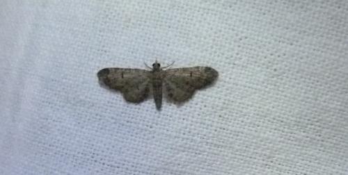 Eupithecia ultimaria